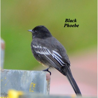 Black Phoebe